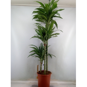 Dracaena fr de 'Warneckei'
