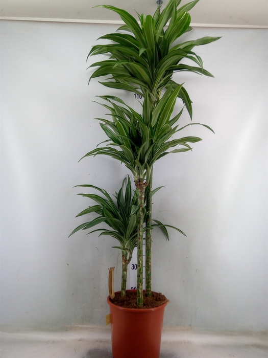 <h4>Dracaena fr de 'Warneckei'</h4>