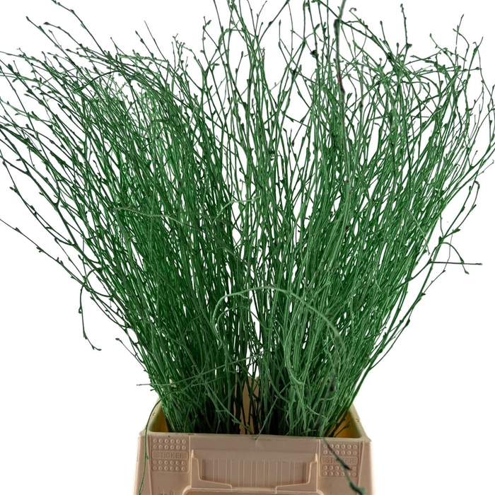 Birch 70cm Mint Green