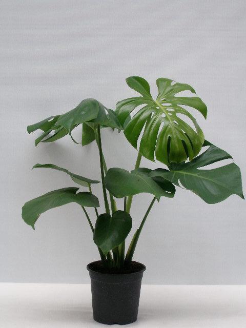 <h4>MONSTERA DELICIOSA P21</h4>