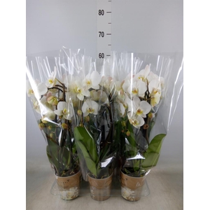 Phalaenopsis  'Elegant Cascade'