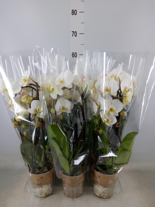 <h4>Phalaenopsis  'Elegant Cascade'</h4>