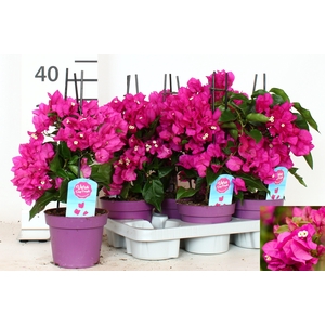 BOUGAINV VERA D P IM