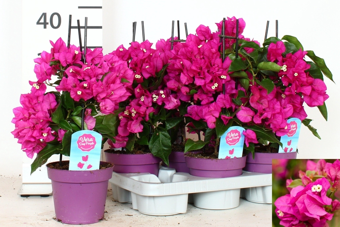 <h4>BOUGAINV VERA D P IM</h4>