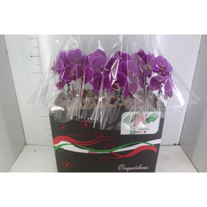 PHALAENOPSIS CASCATA P15 ROSA