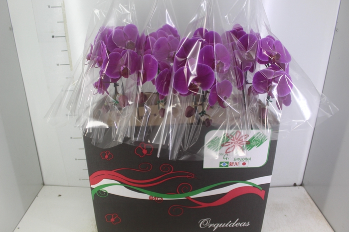 <h4>PHALAENOPSIS CASCATA P15 ROSA</h4>