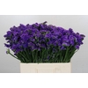 Limonium Navy Sun Birds