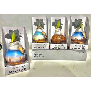 BLOEMBOL HIPPEASTRUM