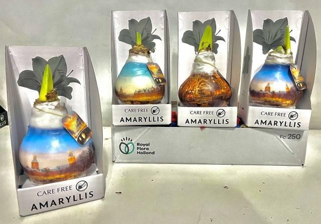 <h4>BLOEMBOL HIPPEASTRUM</h4>