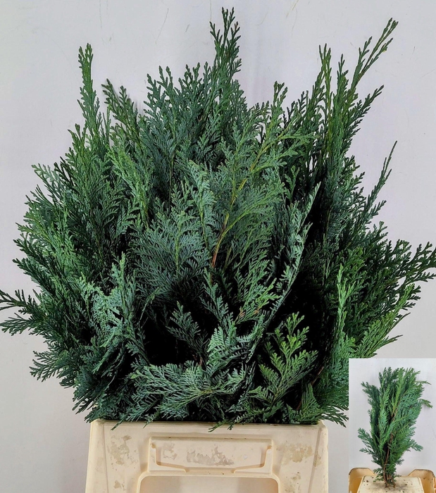 <h4>CHAMA LA ALUMII BS</h4>