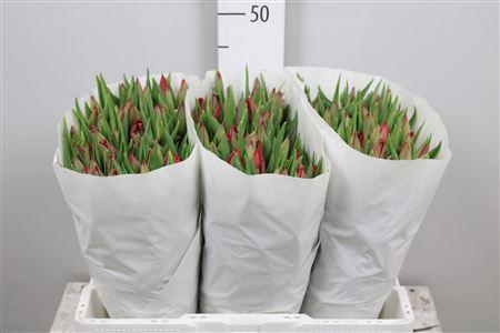 <h4>Tu En Red Gold</h4>