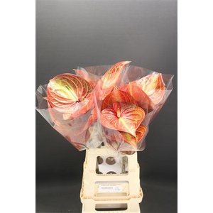 Anthurium Caribean
