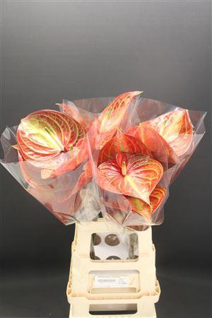 <h4>Anthurium Caribean</h4>