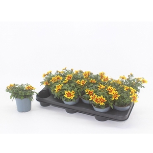 Bidens GGG Summerlovers Shooting St