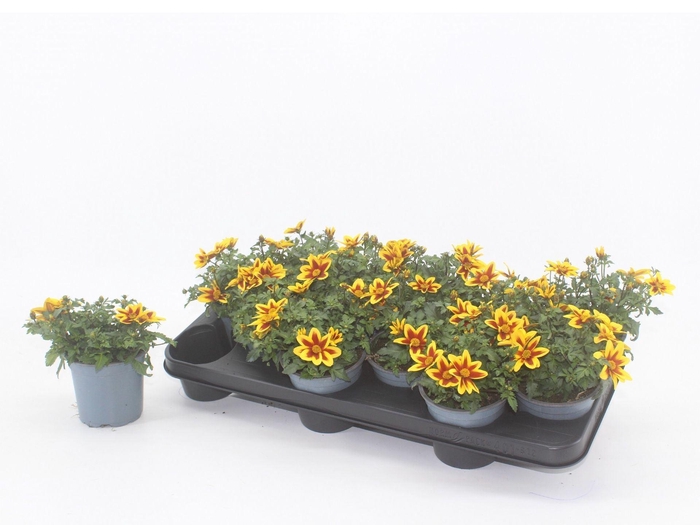 <h4>Bidens GGG Summerlovers Shooting St</h4>