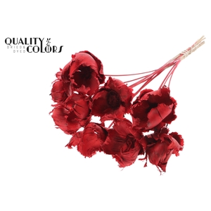 Palm cup on stem Bleached  Red