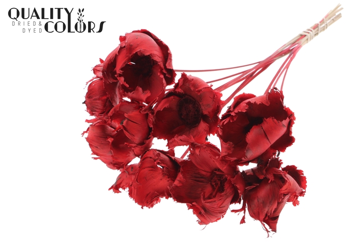 Palm cup on stem Bleached  Red