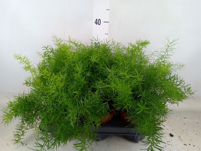 <h4>Asparagus dens. 'Mazeppa'</h4>