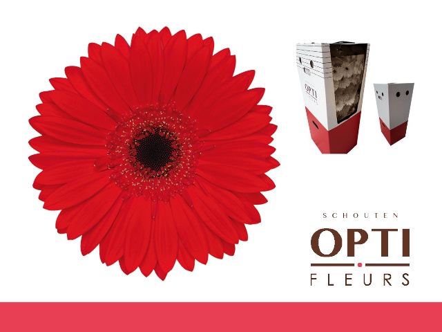 <h4>Gerbera Blinddate Aquabox</h4>