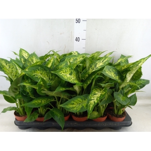 Dieffenbachia  'Compacta'