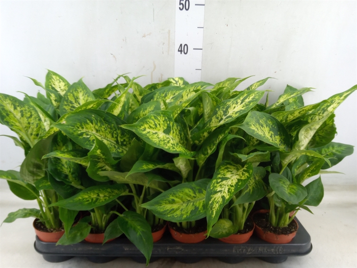 <h4>Dieffenbachia  'Compacta'</h4>