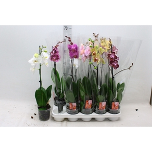 PHAL GEM