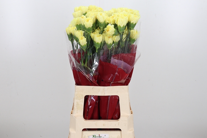 <h4>Di St Hermes Yellow</h4>