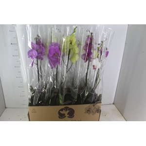 PHALAENOPSIS MIX P12