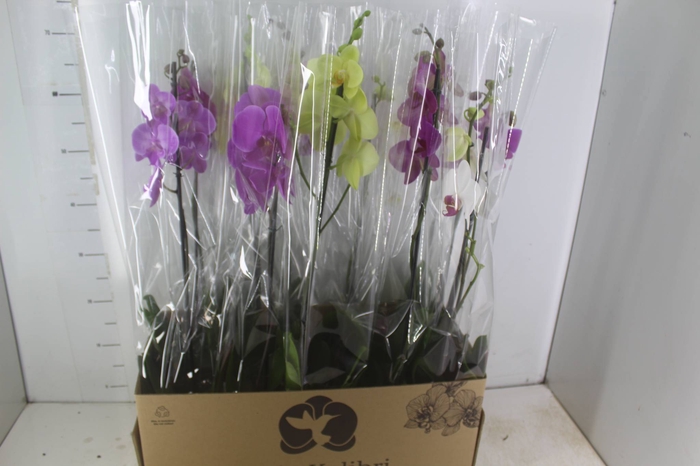 <h4>PHALAENOPSIS MIX P12</h4>
