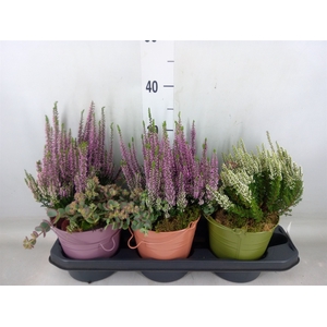 Arr.   Tuinplanten L%