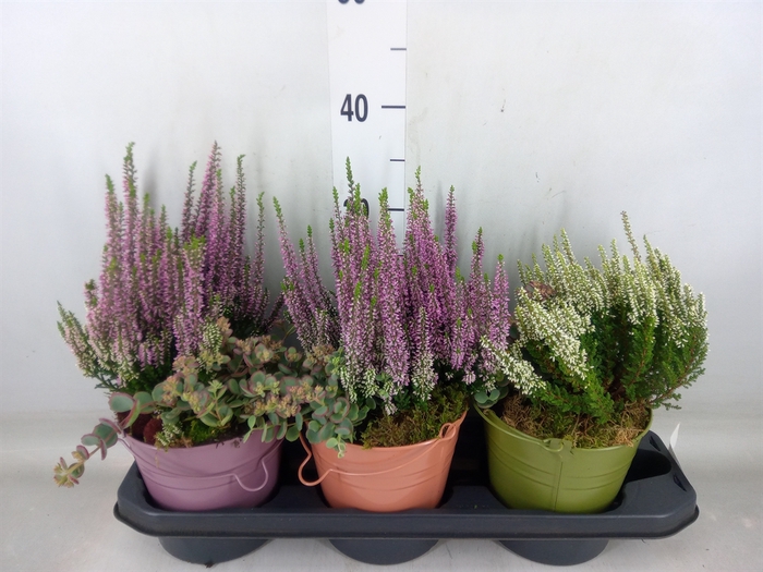 <h4>Arr.   Tuinplanten L%</h4>