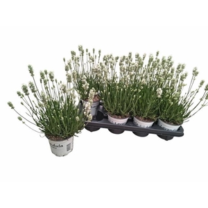 LAVAN AN AROMA WHITE