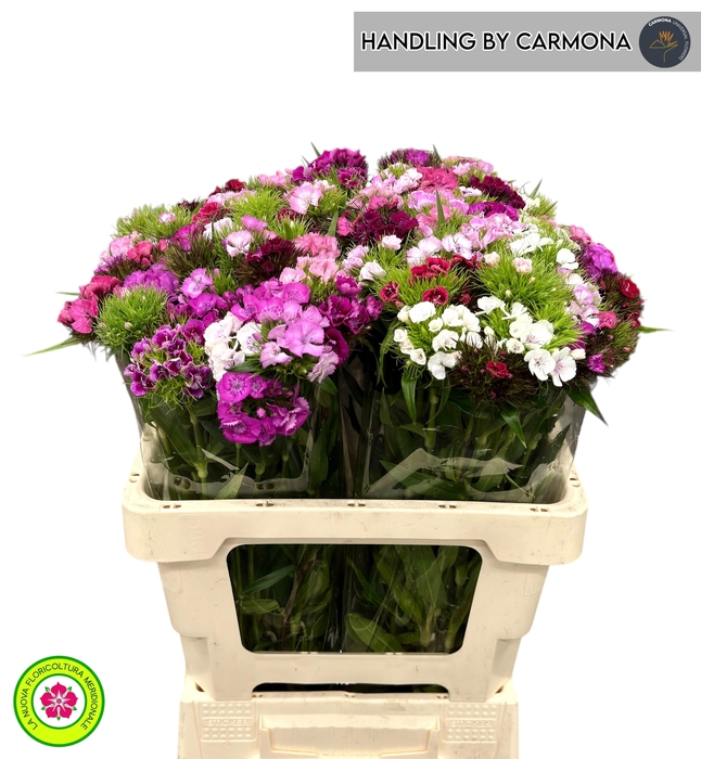 <h4>DI BARB GEM</h4>