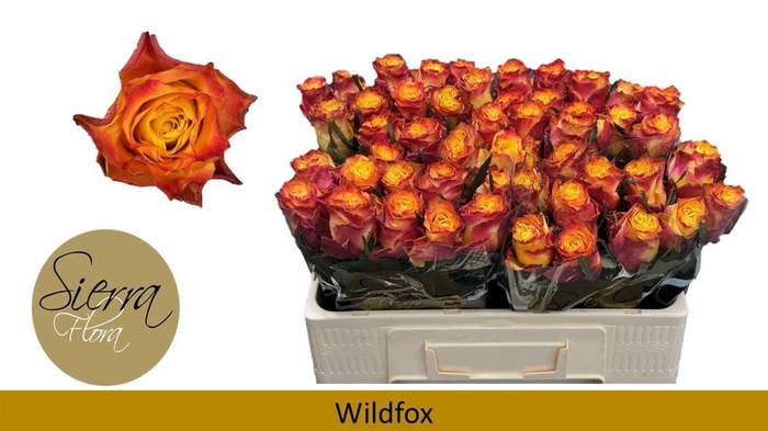 <h4>R Gr Wildfox</h4>