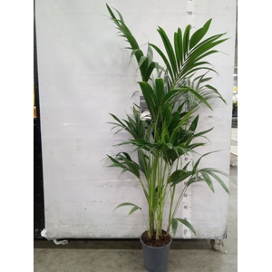 Howea forsteriana