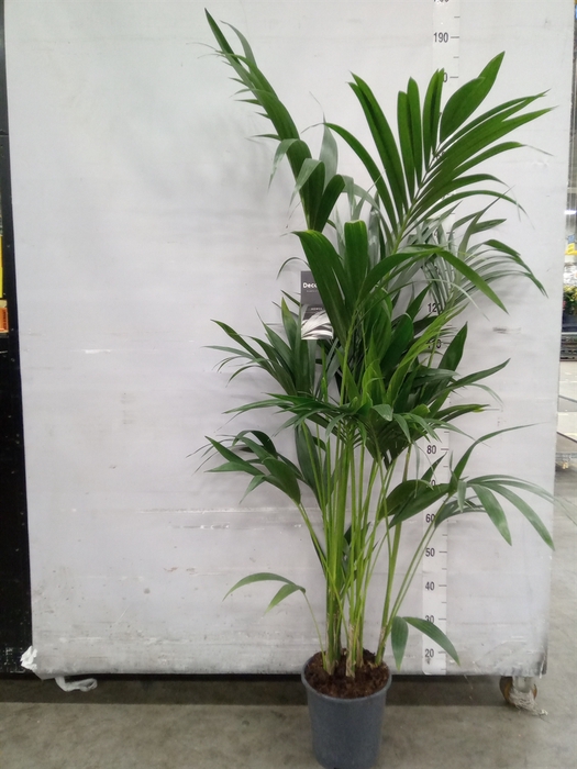 <h4>Howea forsteriana</h4>