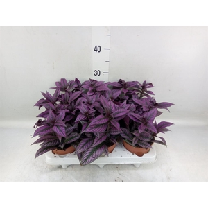 Strobilanthes