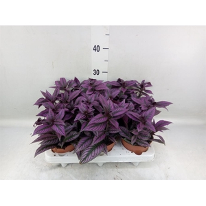 Strobilanthes