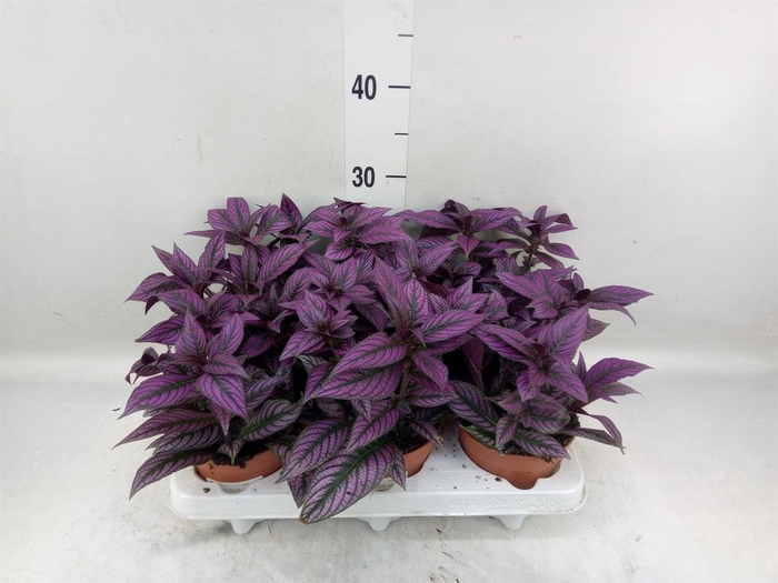 <h4>Strobilanthes</h4>