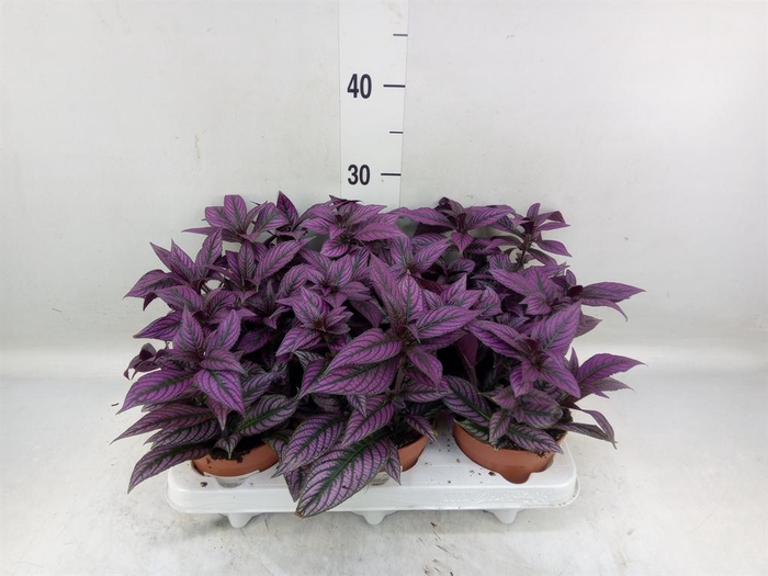<h4>Strobilanthes</h4>