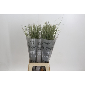 Panicum Dewey Blue