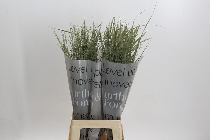 <h4>Panicum Dewey Blue</h4>