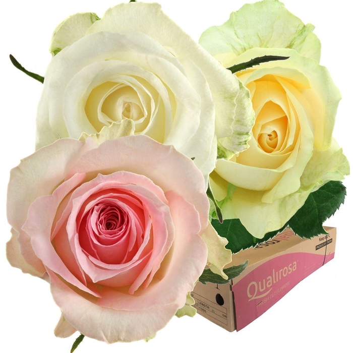 <h4>R Gr Mix Pastel -in box</h4>