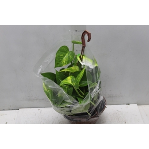 JIBOIA VERDE C21 PENDENTE