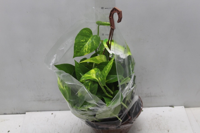 <h4>JIBOIA VERDE C21 PENDENTE</h4>