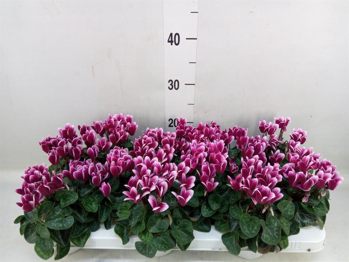 <h4>Cyclamen KL 'Snowridge Mini'</h4>