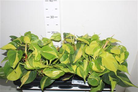 <h4>Phil Scandens Brasil</h4>