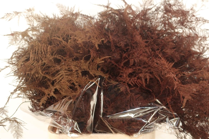 Asp Kbh Lang Bordeaux