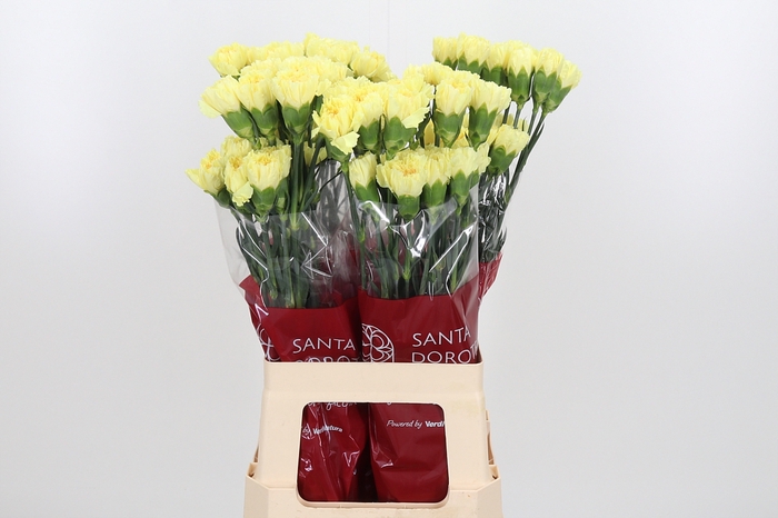 <h4>Di St Hermes Yellow</h4>
