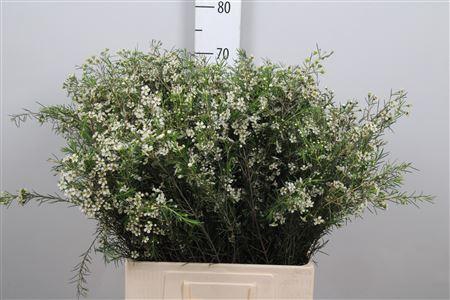 <h4>Chame Un Ofir</h4>